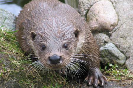 --- La loutre de mer ---